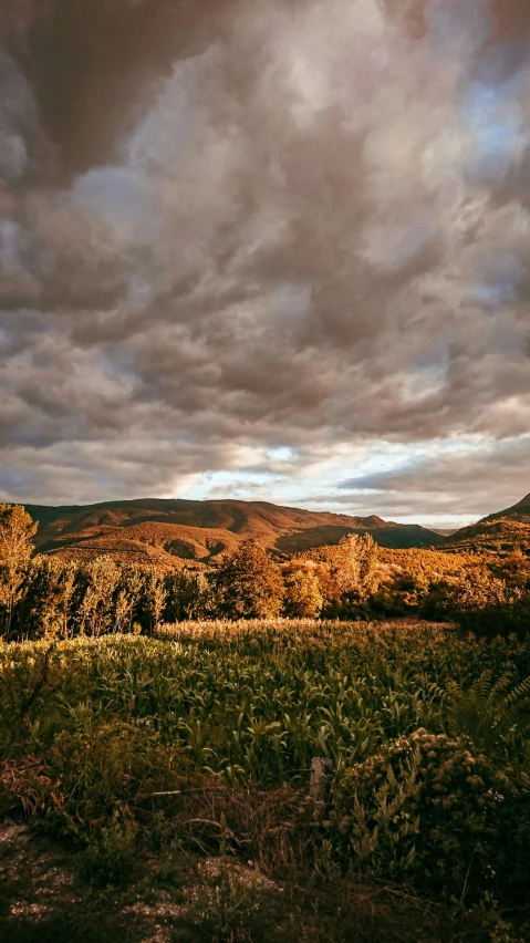 a dark sky above some grass and trees