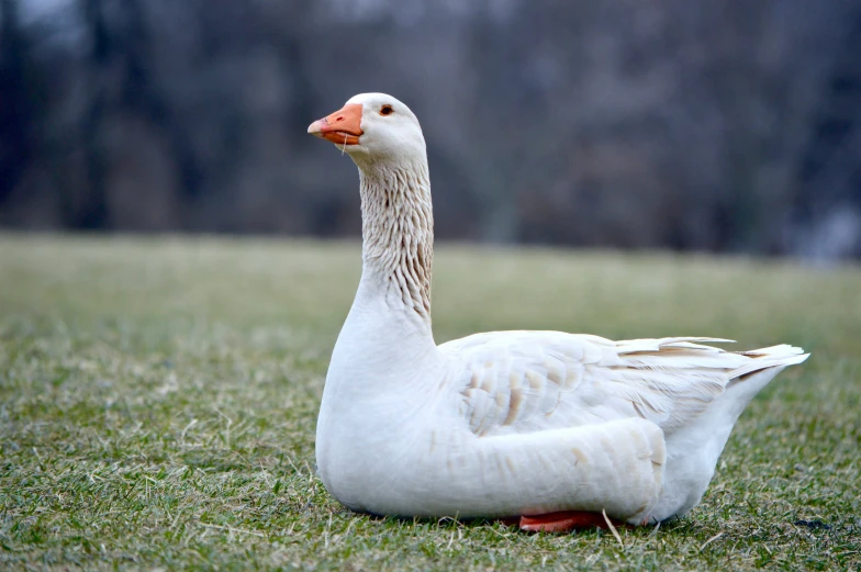 a white goose sitting in a green field