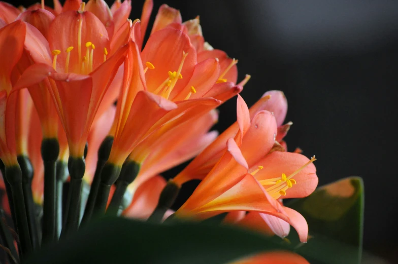 some orange flowers sitting on a table