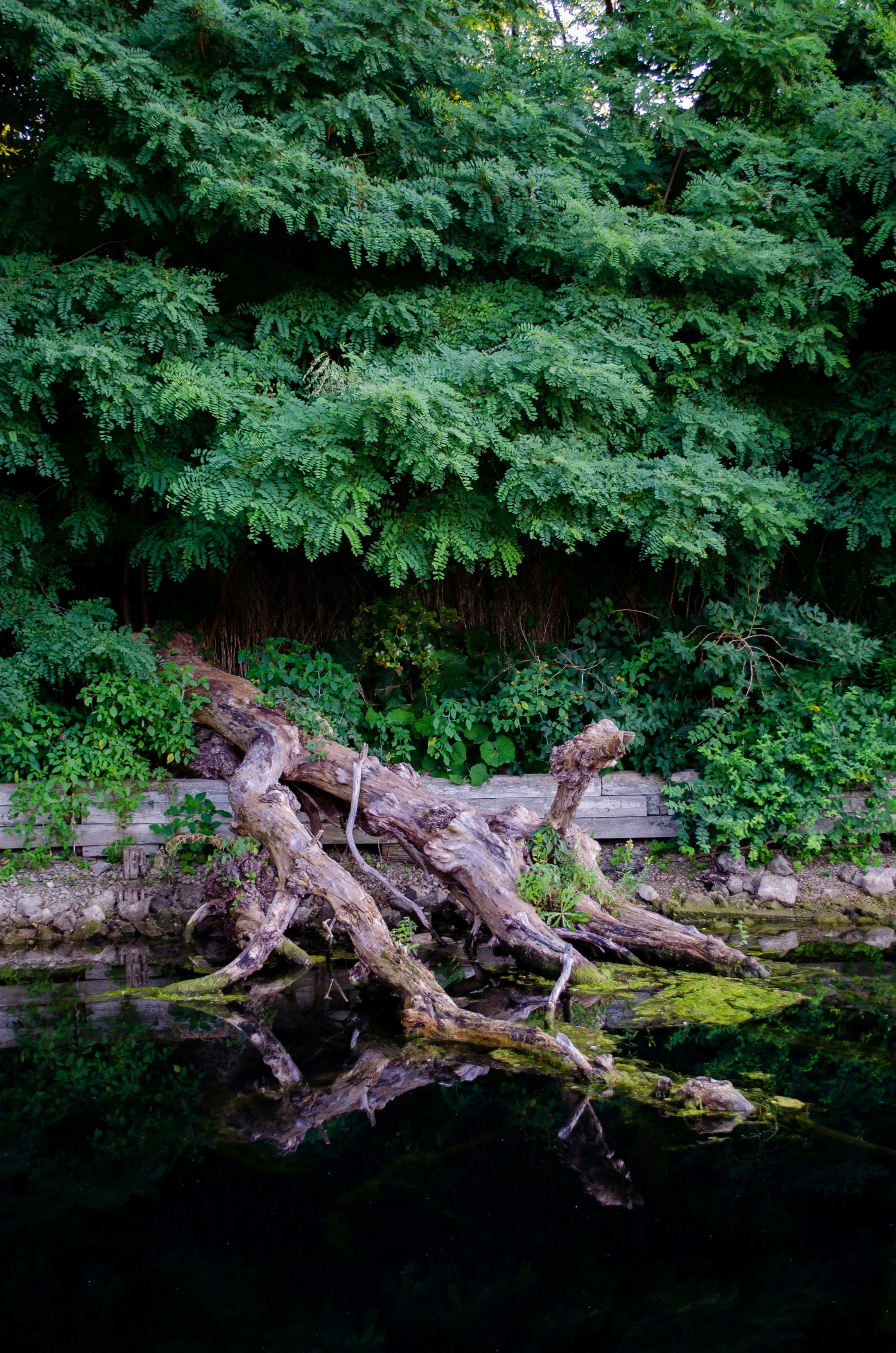 a fallen tree trunk by the water with greenery in the background