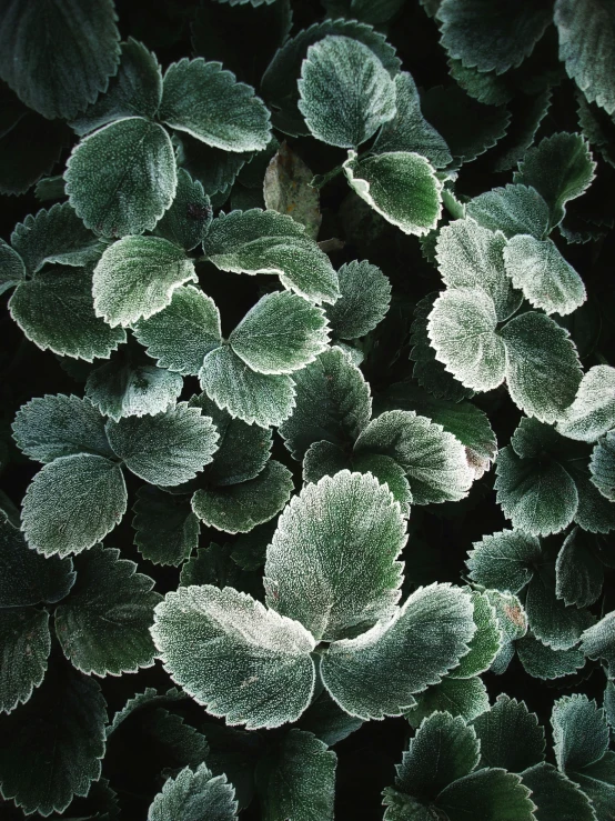 a green plant with very thick leaves