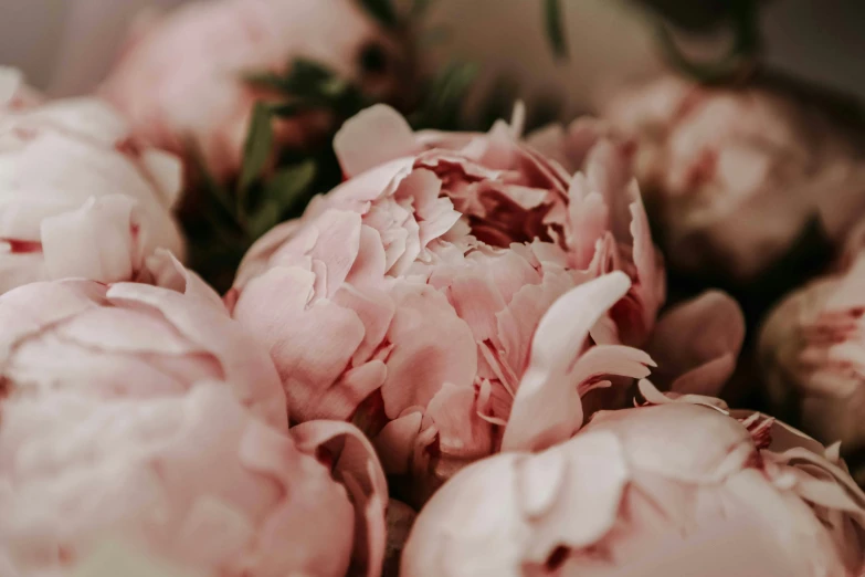 an artistic image of pink flowers with leaves