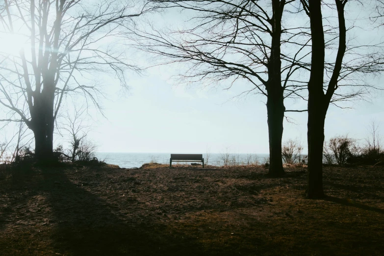 a bench sitting near trees in the grass