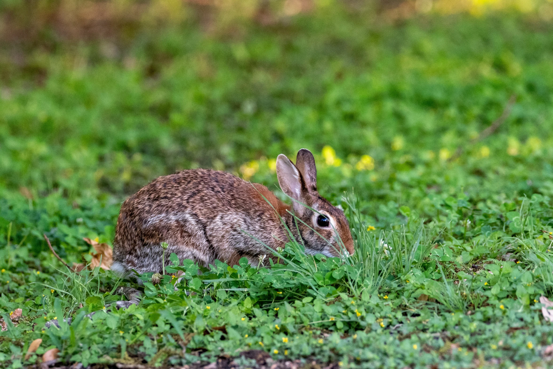 a small bunny is sitting in the grass