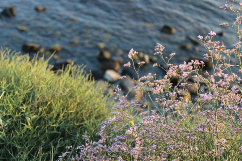 lavender flowers and grasses near the water