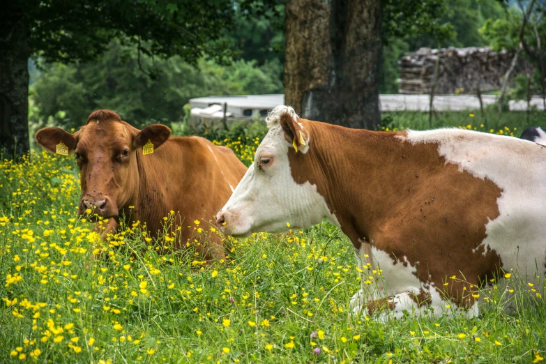 two cows are laying in the grass in a pasture