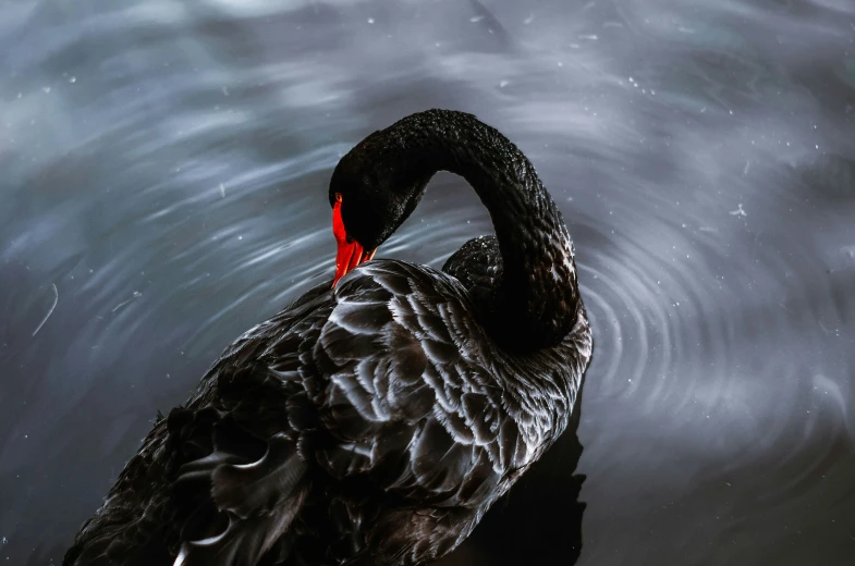 a black swan that is floating in the water