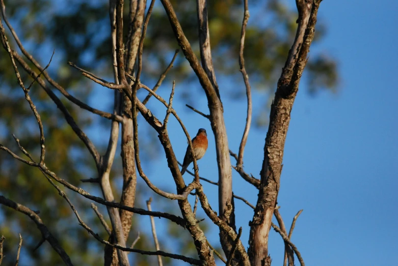 the bird is perched on a thin tree limb