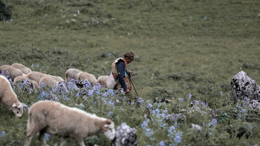 woman with long ids walking in a large field with her herd