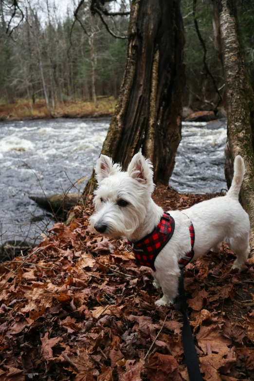 a small white dog in a red checkered vest standing on dry leaves