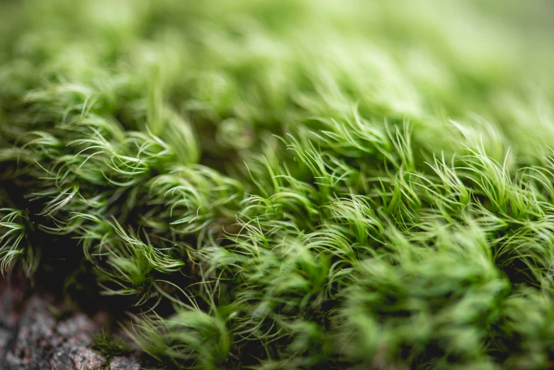 green moss on the surface of a tree