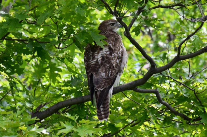 a bird with an unusual beak sitting on a tree nch