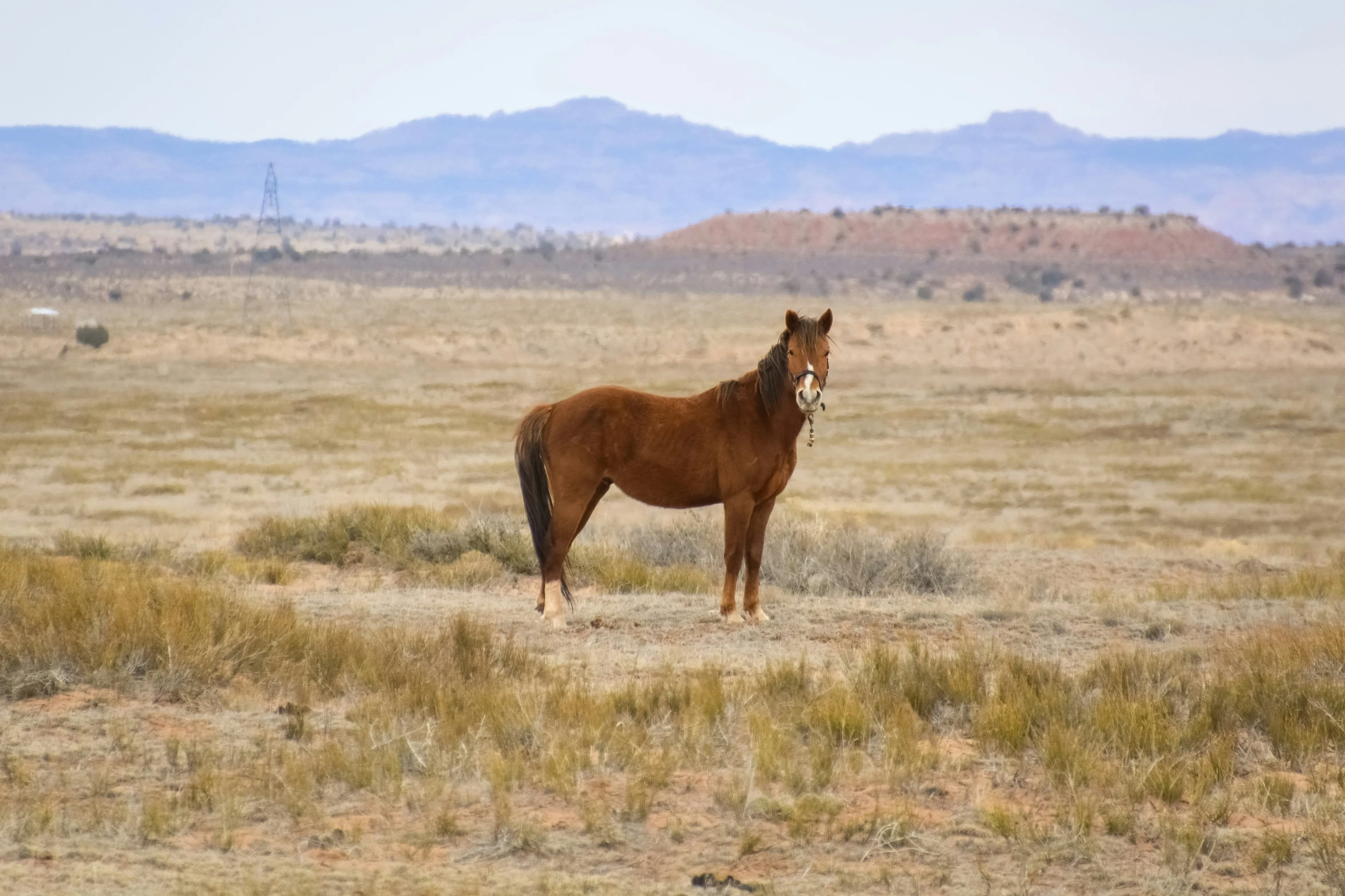 the horse is standing alone in the desert looking at its surroundings