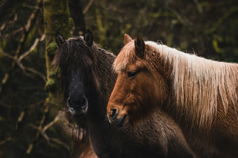 a horse standing next to a brown and black horse