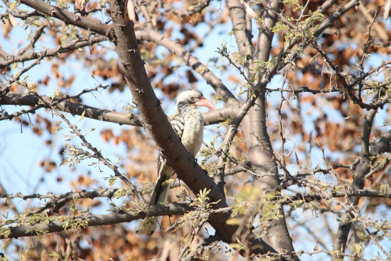 a bird perched on top of a tree nch in a field