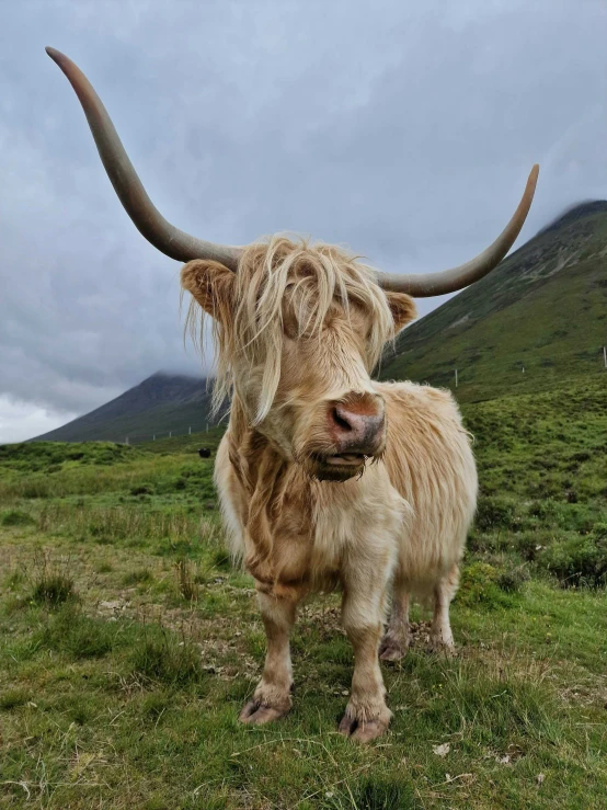 a long haired brown cow with horns in grassy field