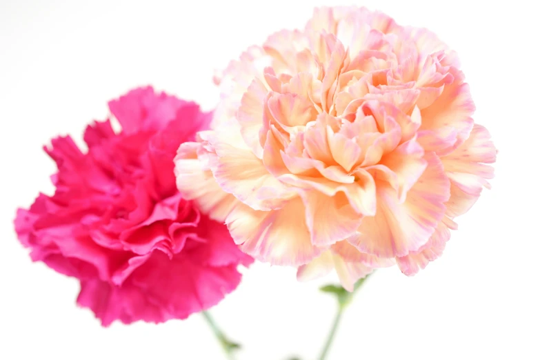 pink and yellow flowers in a vase on a white background