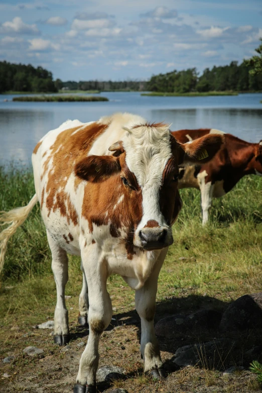 two cows standing in front of a lake with water