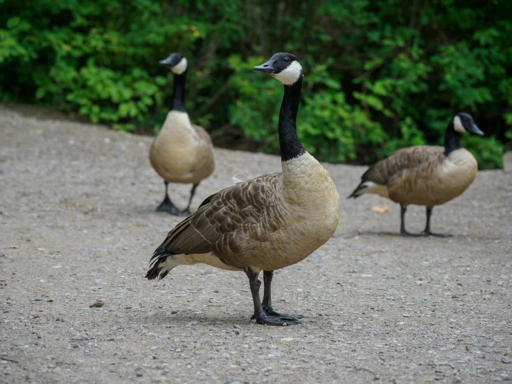 three ducks that are standing on a gravel ground