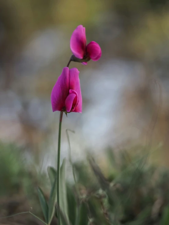 two purple flowers that are next to each other