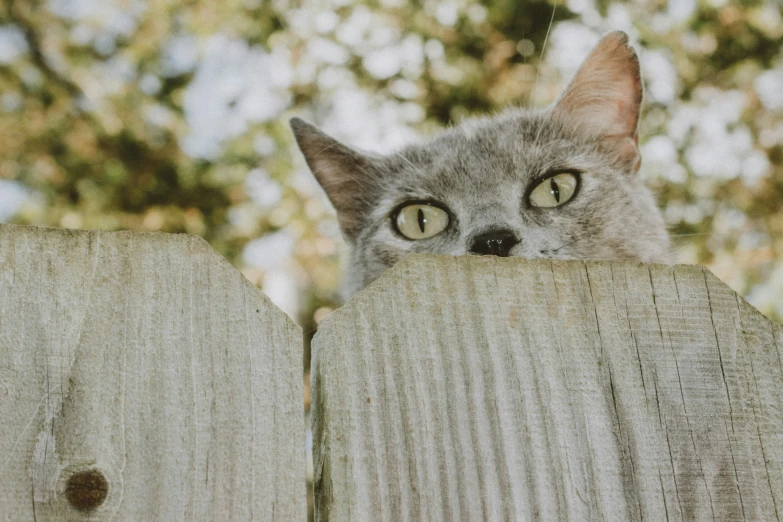 a cat peeks out over the fence, looking over