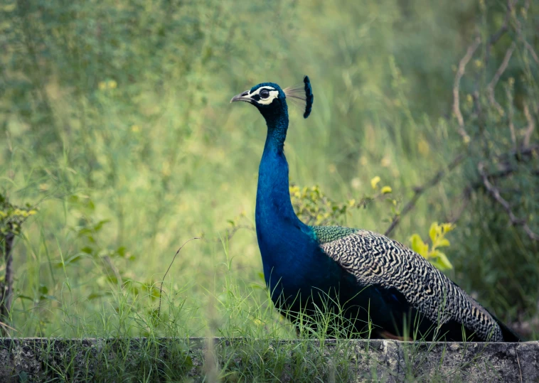 a peacock standing in the grass next to a wall