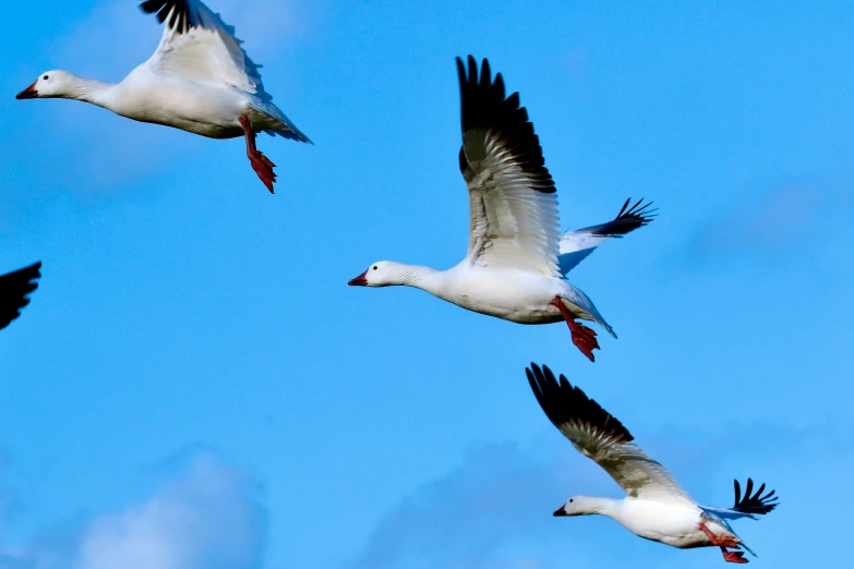 three birds flying high up in the sky