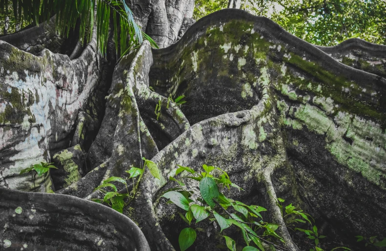 an abstract po of trees that grow and lay in the ground