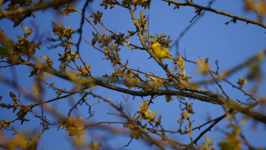 a yellow bird sitting on a nch in front of blue sky