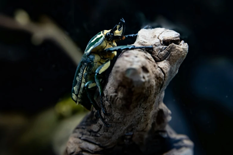 two bug sitting on top of a wooden log