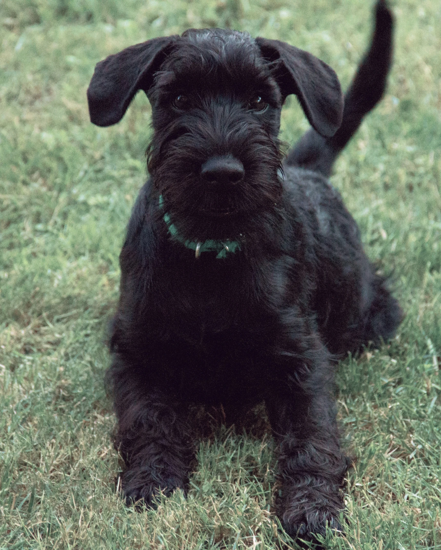 a black puppy with its eyes closed and his nose on his chin standing in the grass