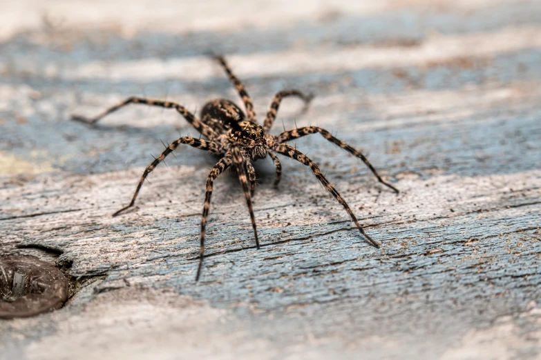 the spider is sitting on a wooden table