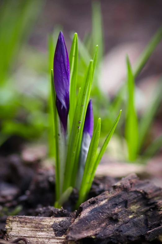 a close up of a purple flower that grows from the grass