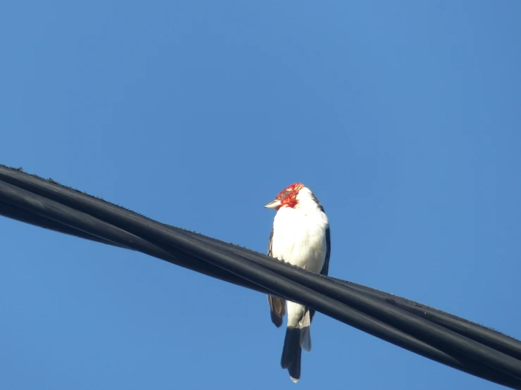 a small bird sitting on top of a power line