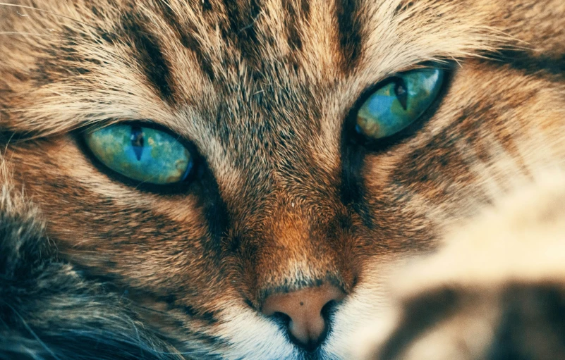 a brown and white cat with blue eyes looking straight ahead