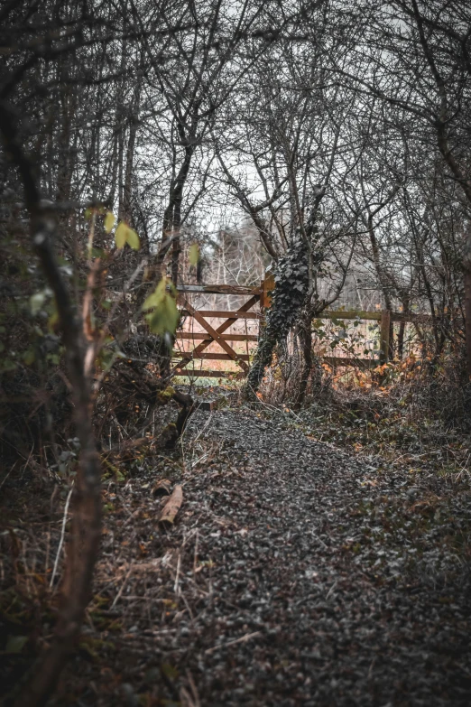 a path in the middle of a forest covered in lots of leaves