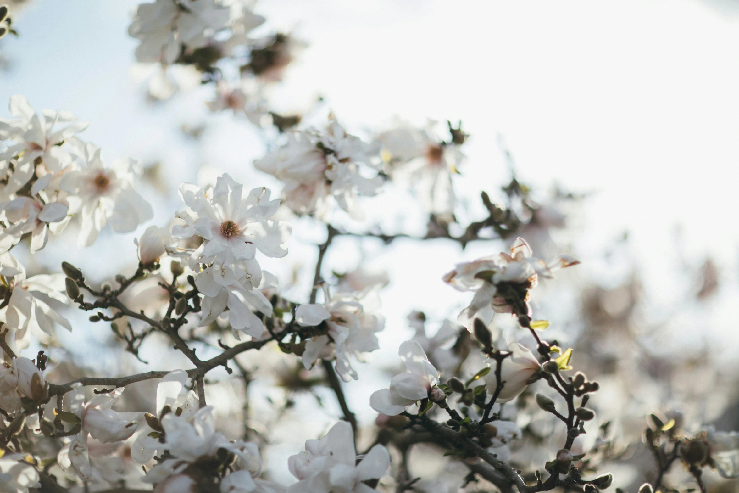 there is a white flower on a tree nch