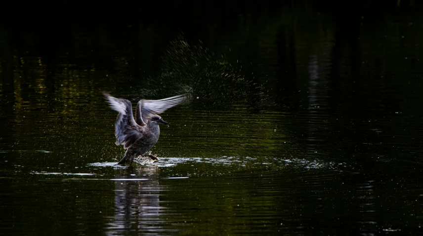 a large bird splashes it's wings over the water