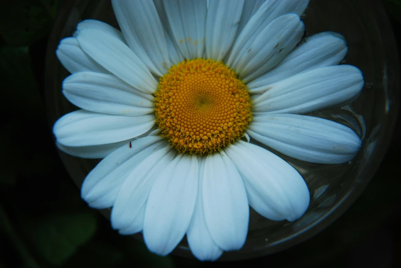 the sun shines on the middle of this daisy