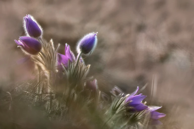 purple flowers sitting on top of some grass