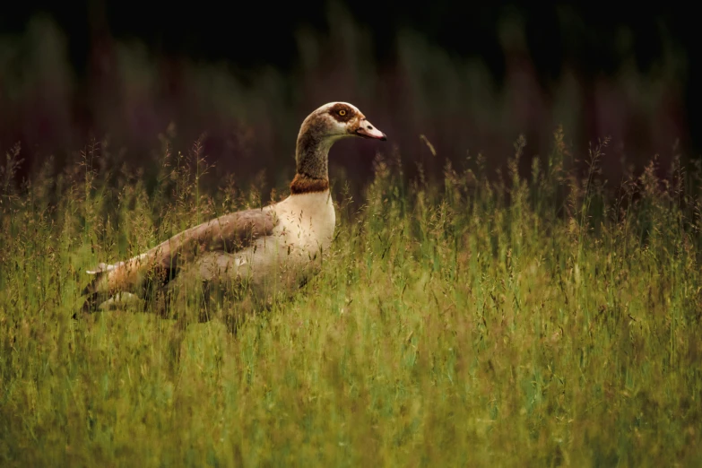 a brown and white duck is standing in tall grass