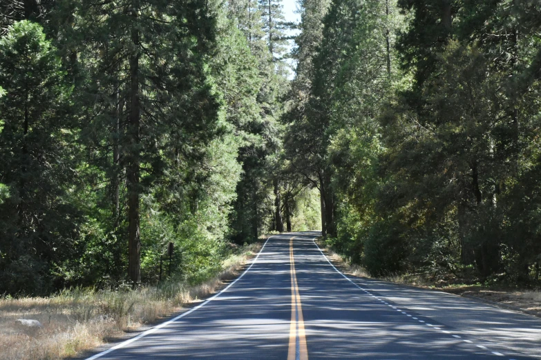 the view of a straight road surrounded by tall trees