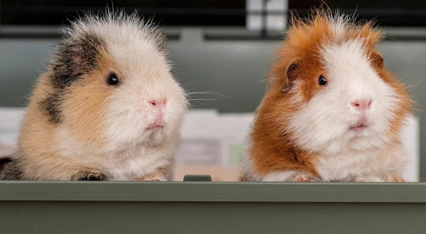 two hamsters staring at the camera through a fence