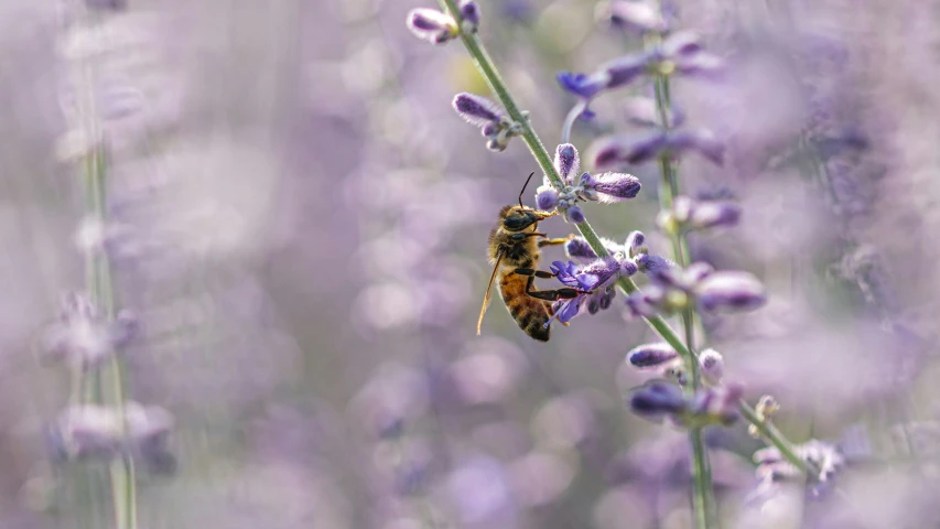 a bee sitting on the tip of a purple plant