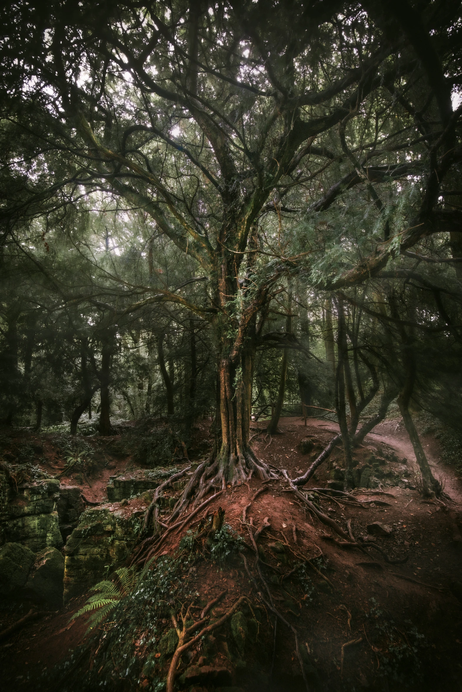 the forest is very dense and lush with many trees