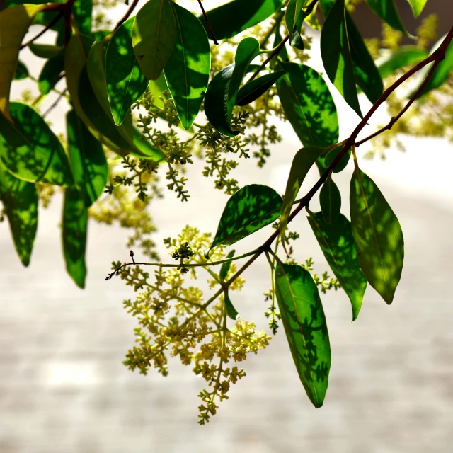 leaves and nches are seen on the outside of this window