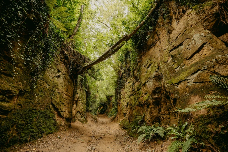 a narrow dirt road is shown surrounded by trees