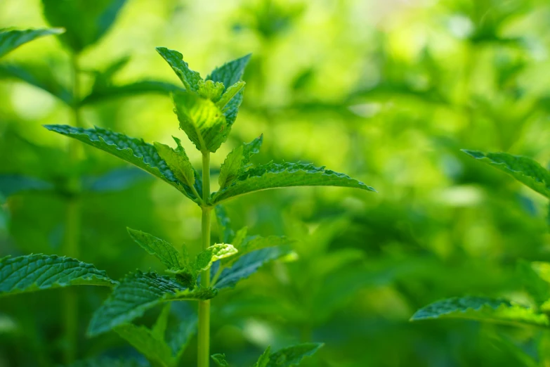 a close - up of a leaf in the middle of grass