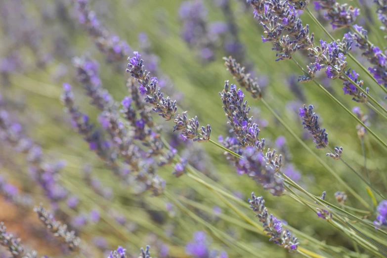 many lavenders that are all starting to appear to bloom