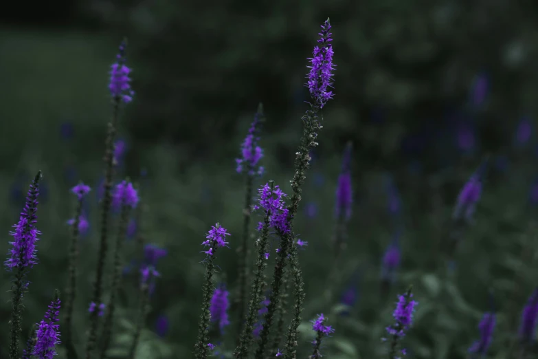 flowers blooming in an area with bushes